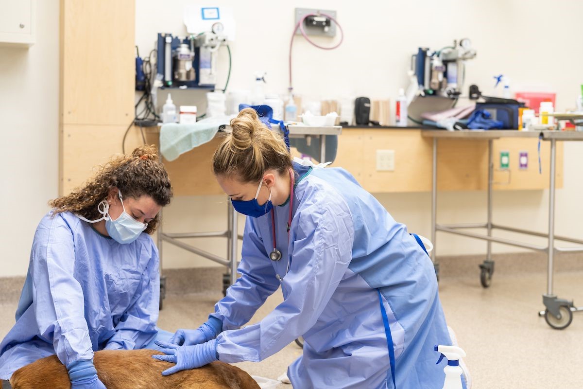 UF Veterinary Community Outreach Program continues to provide needed